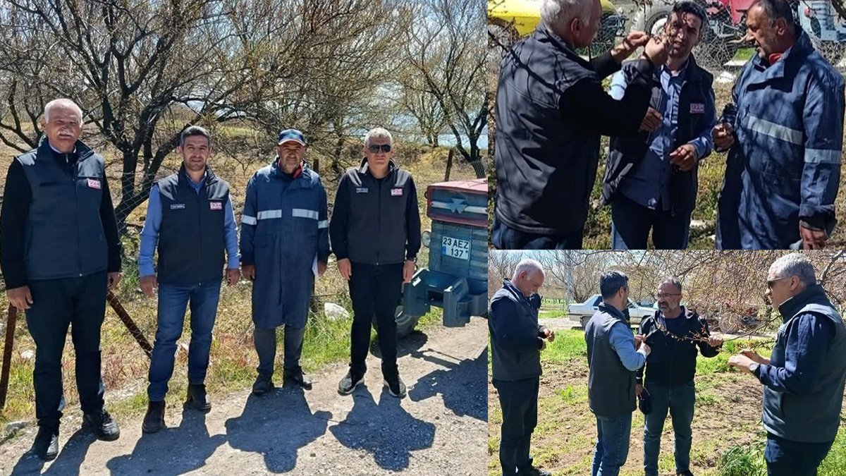 Baskil’de kayısı bahçelerinde hastalık riski ve ağaç gelişimi mercek altına alındı