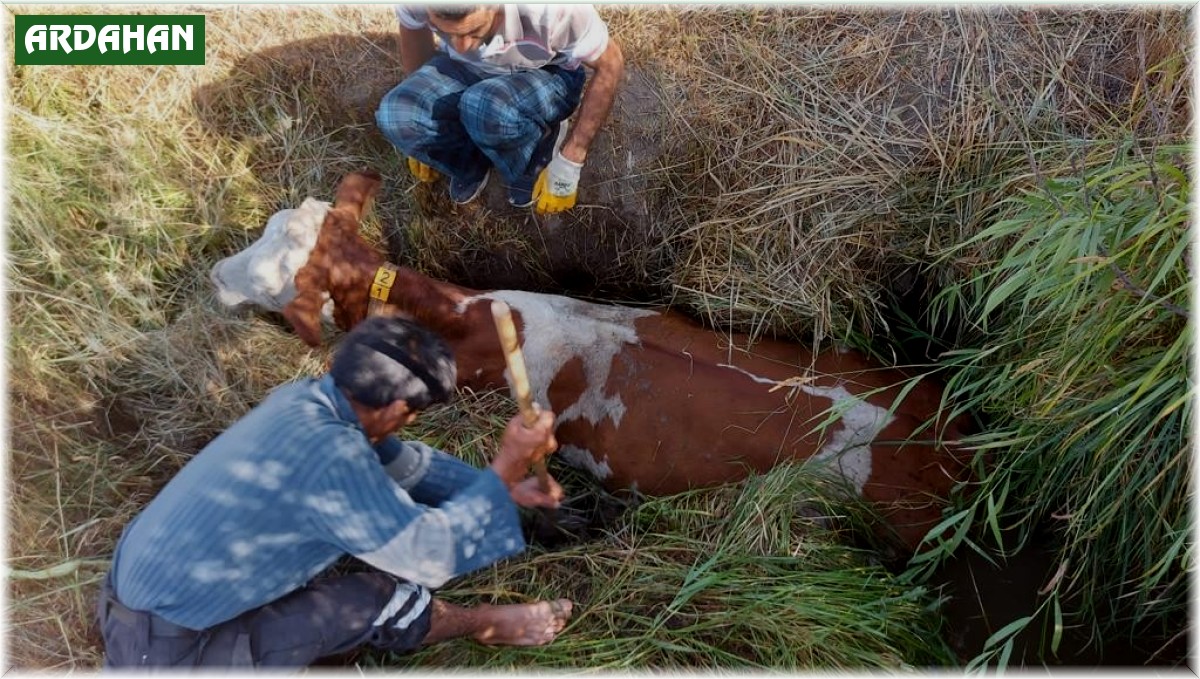 Bataklığa gömülen inek için seferber oldular
