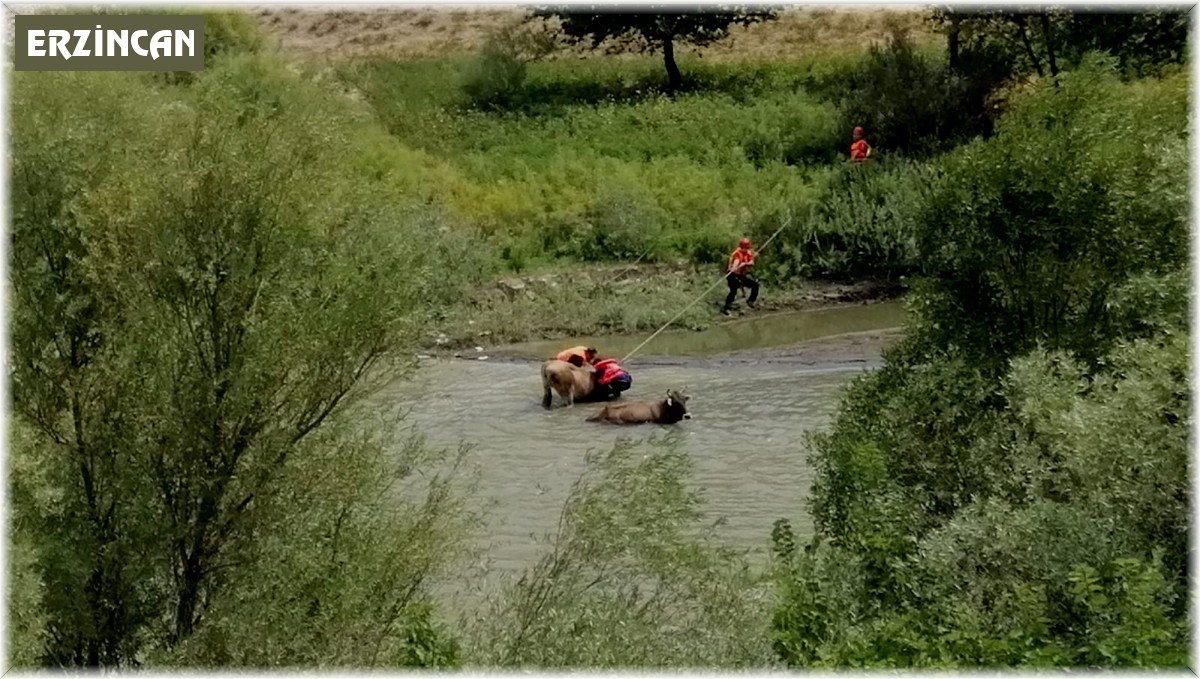 Bataklığa saplanan büyükbaş hayvanlar kurtarıldı