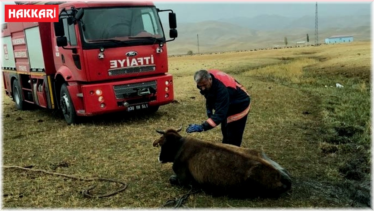 Bataklığa saplanan ineği itfaiye ekipleri kurtardı