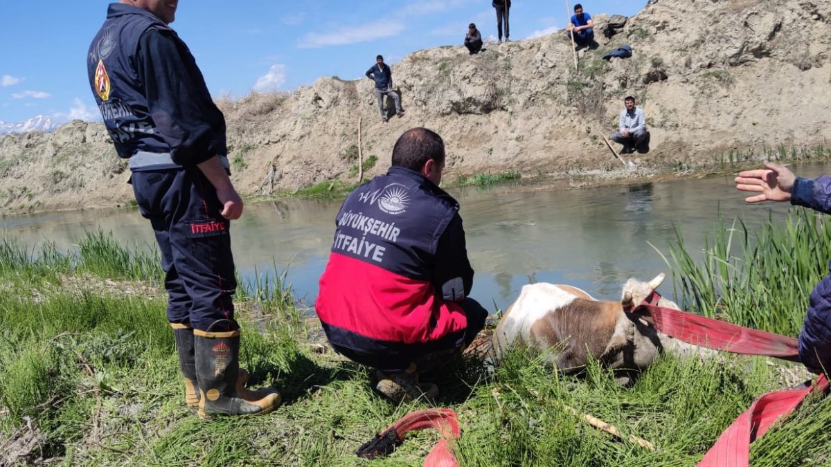 Bataklığa saplanan ineği itfaiye kurtardı