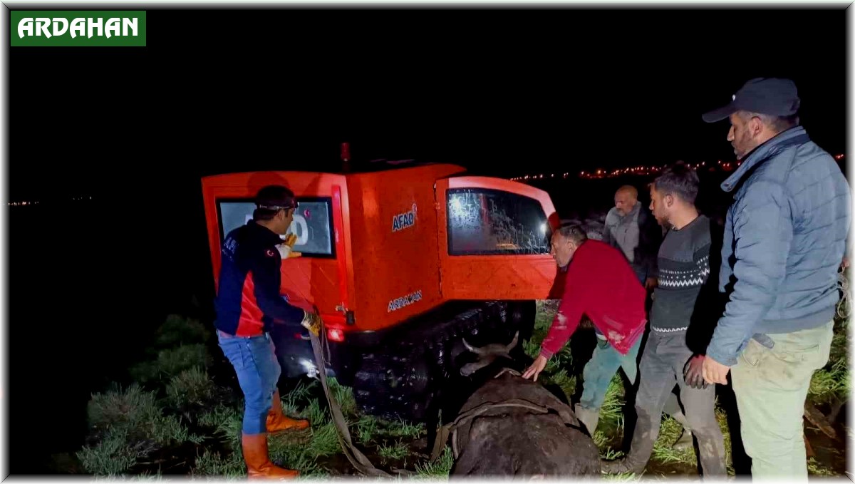 Bataklığa saplanan inek AFAD ekiplerince kurtarıldı