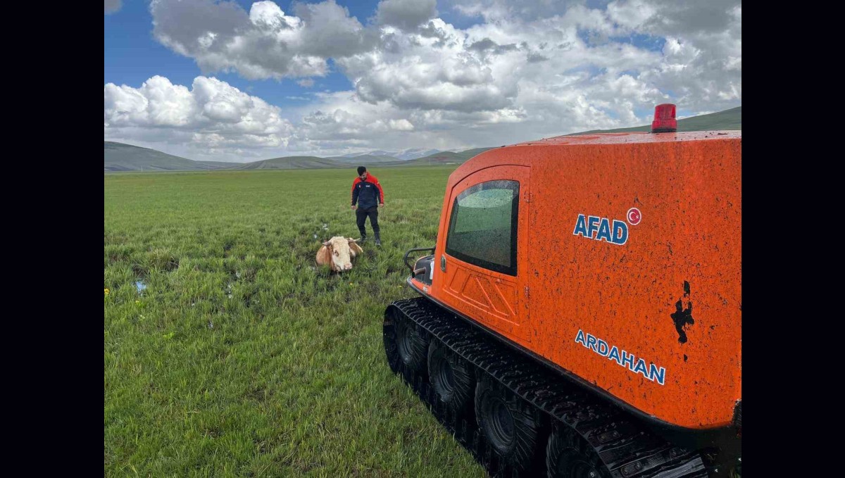Bataklığa saplanan inek böyle kurtarıldı