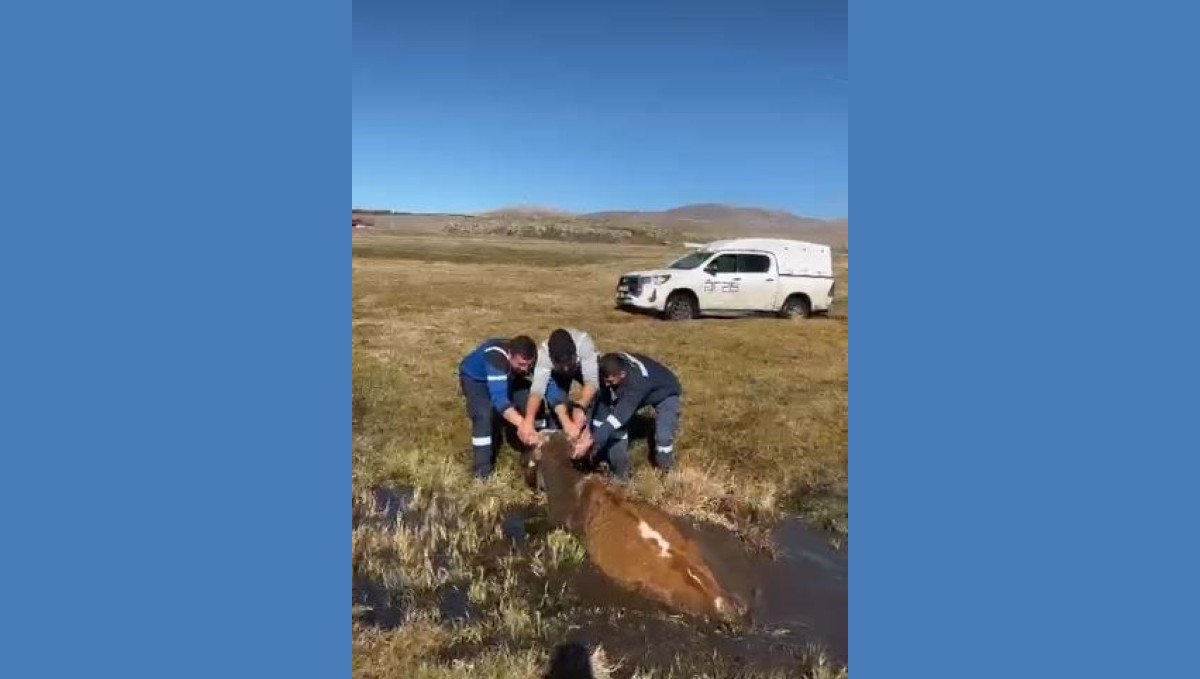 Bataklığa saplanan inek kurtarıldı