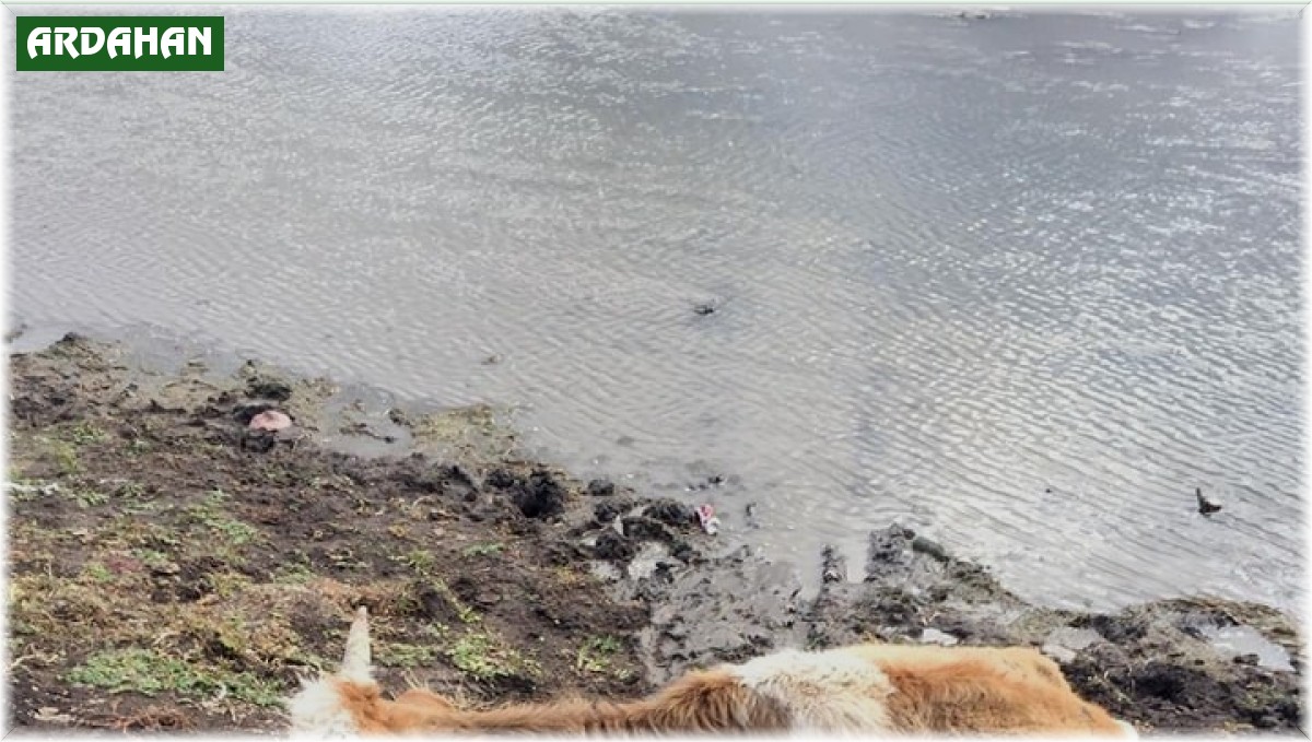 Bataklığa saplanan inek kurtarıldı