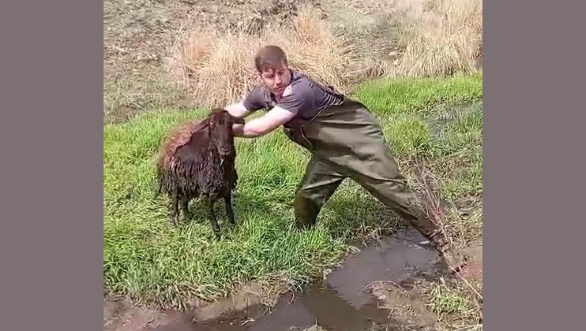 Bataklığa saplanan koyunu kurtardılar