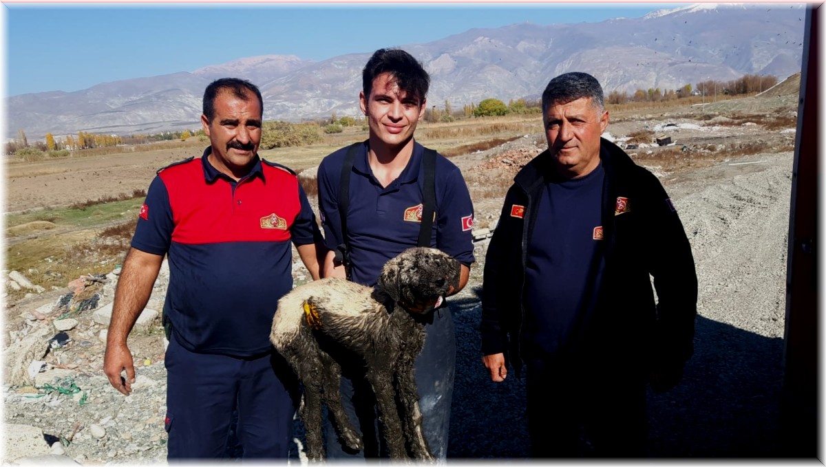 Bataklıkta mahsur kalan yavru köpeğin imdadına itfaiye yetişti