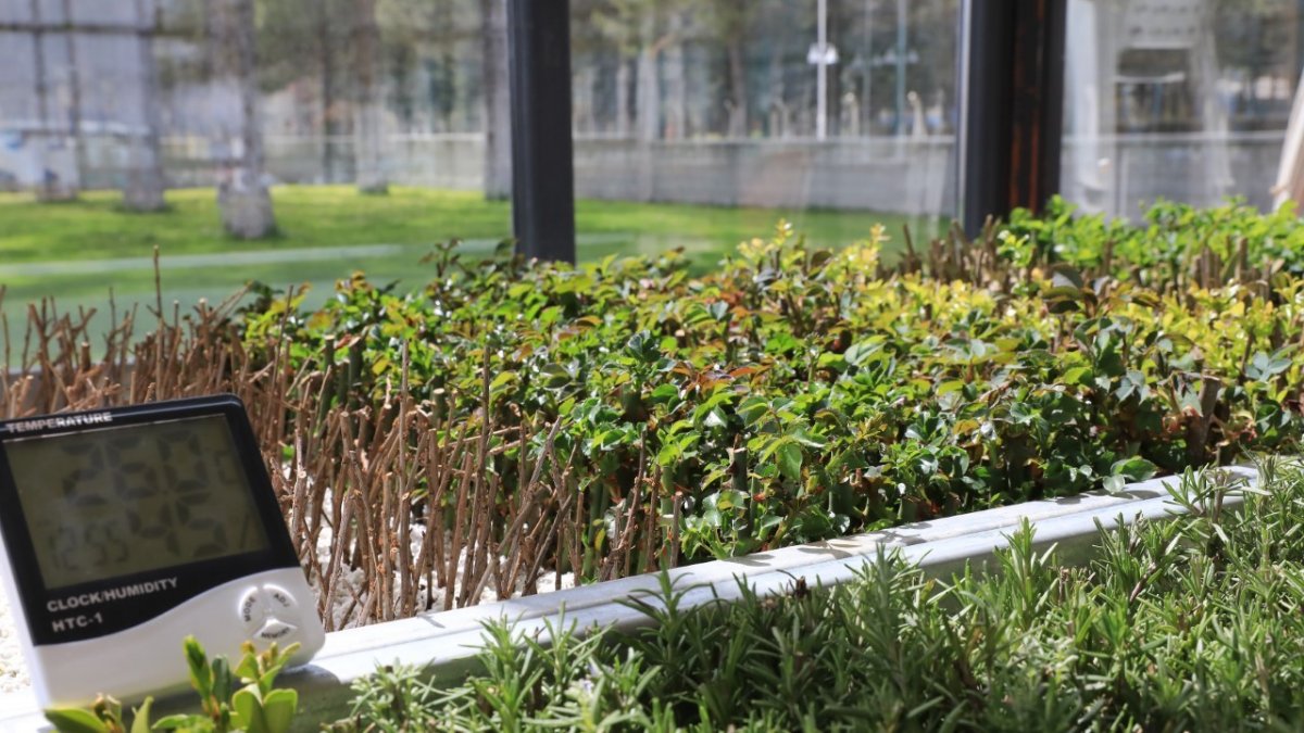 Battalgazi'de cam seralarda süs çiçekleri yetiştiriciliyor