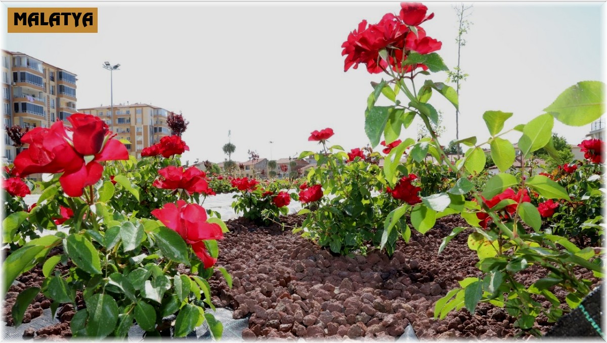 Battalgazi'deki gül bahçesinin yüzde 75'i tamamlandı