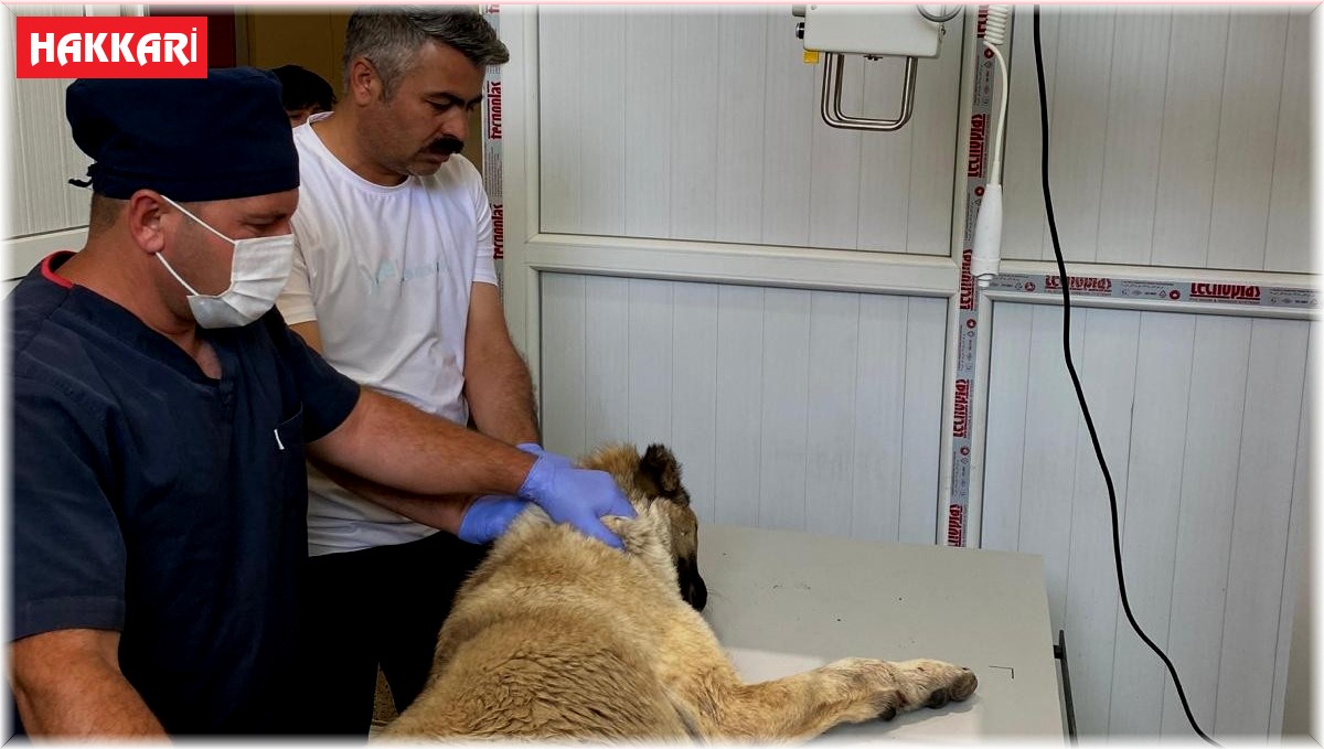 Bayramda sokak hayvanları unutulmadı