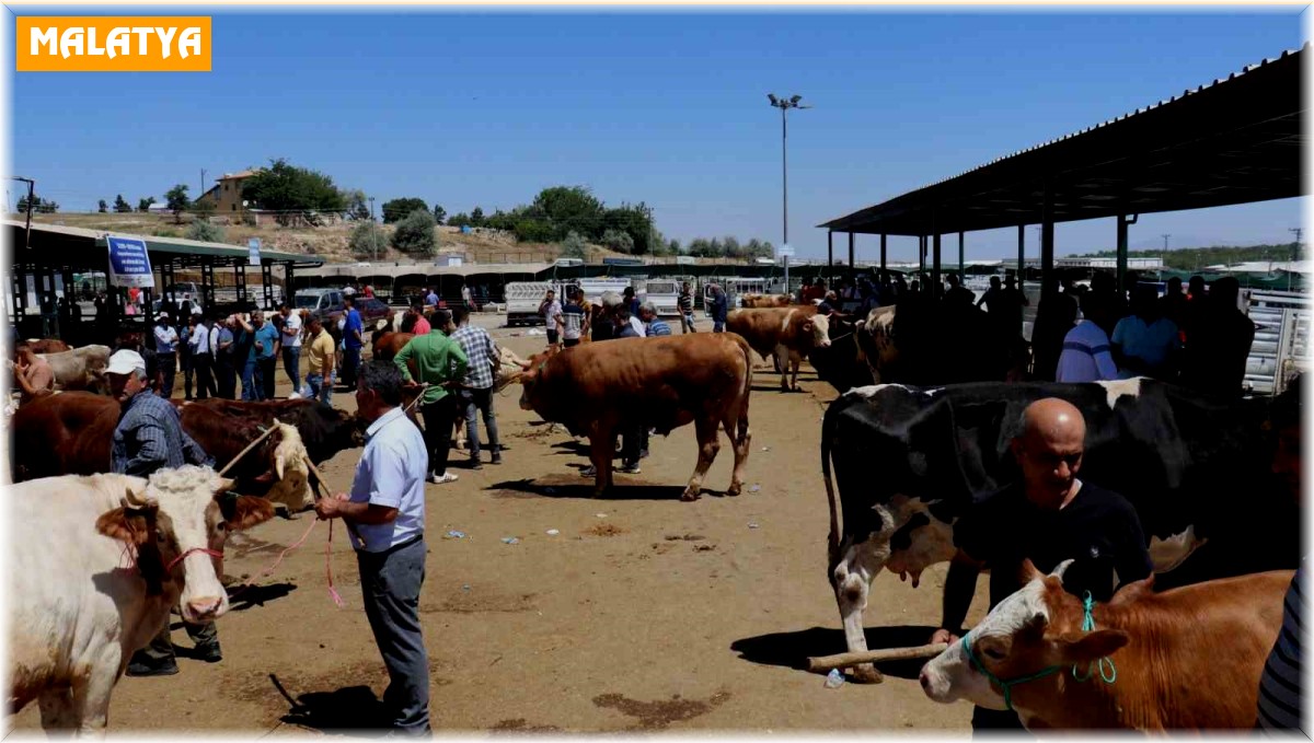 Bayramın 1.günü canlı hayvan pazarında hareketlilik sürüyor