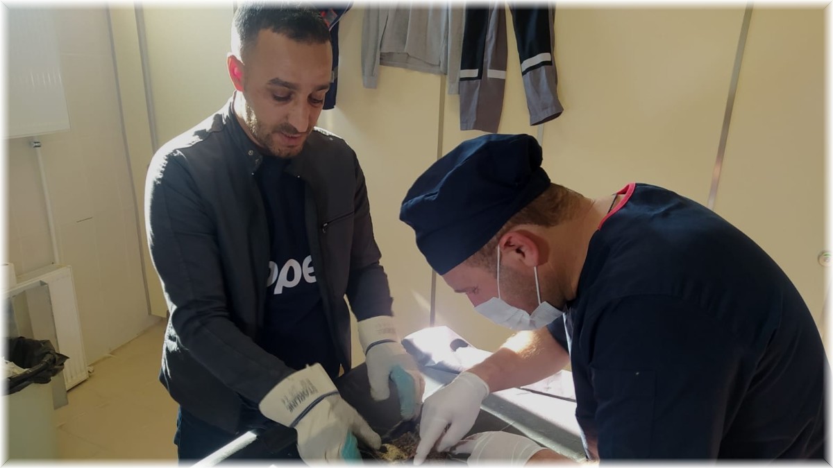 Belediye ekipleri 3 hayvanı kurtardı