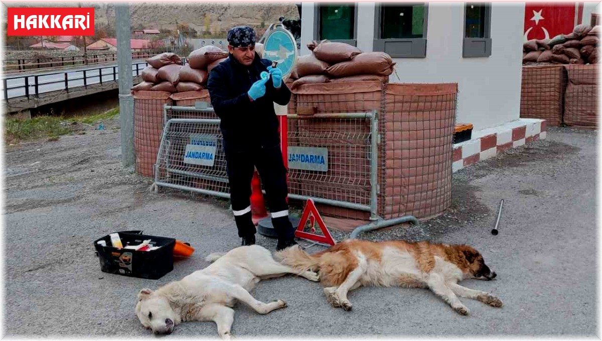 Belediye ekipleri can dostları sağlık taramasından geçirdi