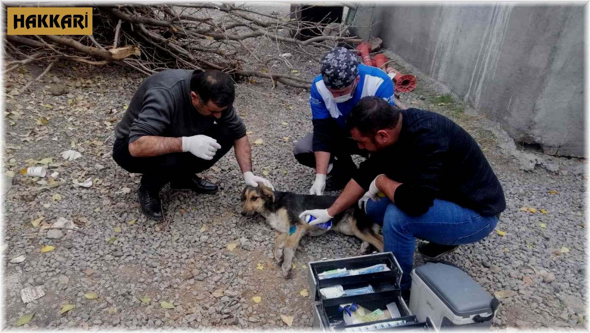 Belediye ekipleri yaralı köpeği kurtardı