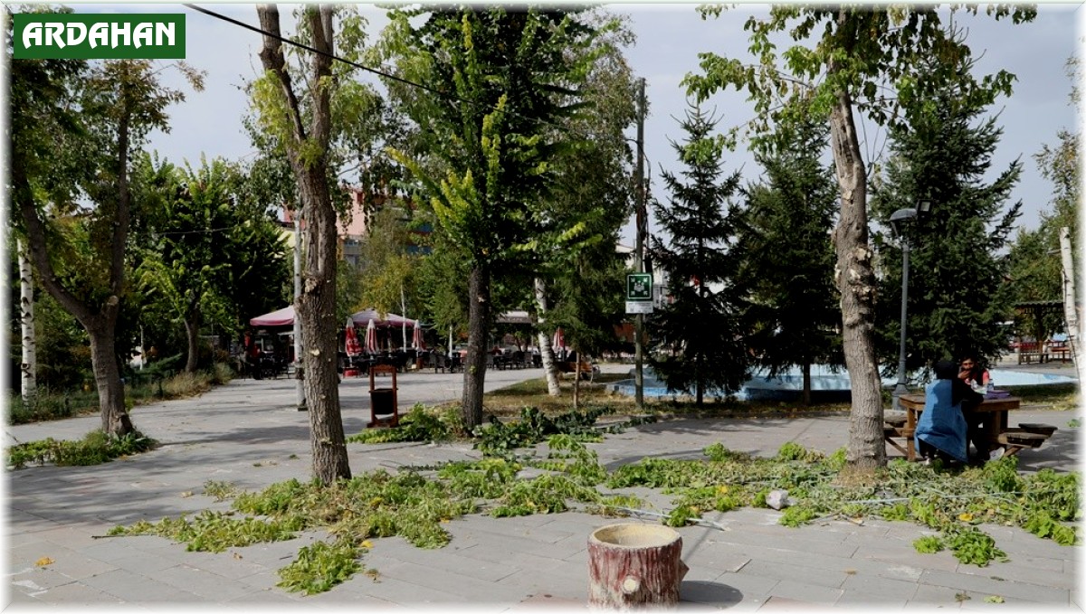 Belediye ekiplerinden mevsimlik ağaç budama çalışması