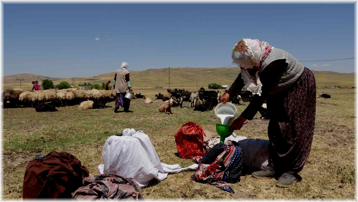 Berivanların sıcak havada zorlu süt mesaisi