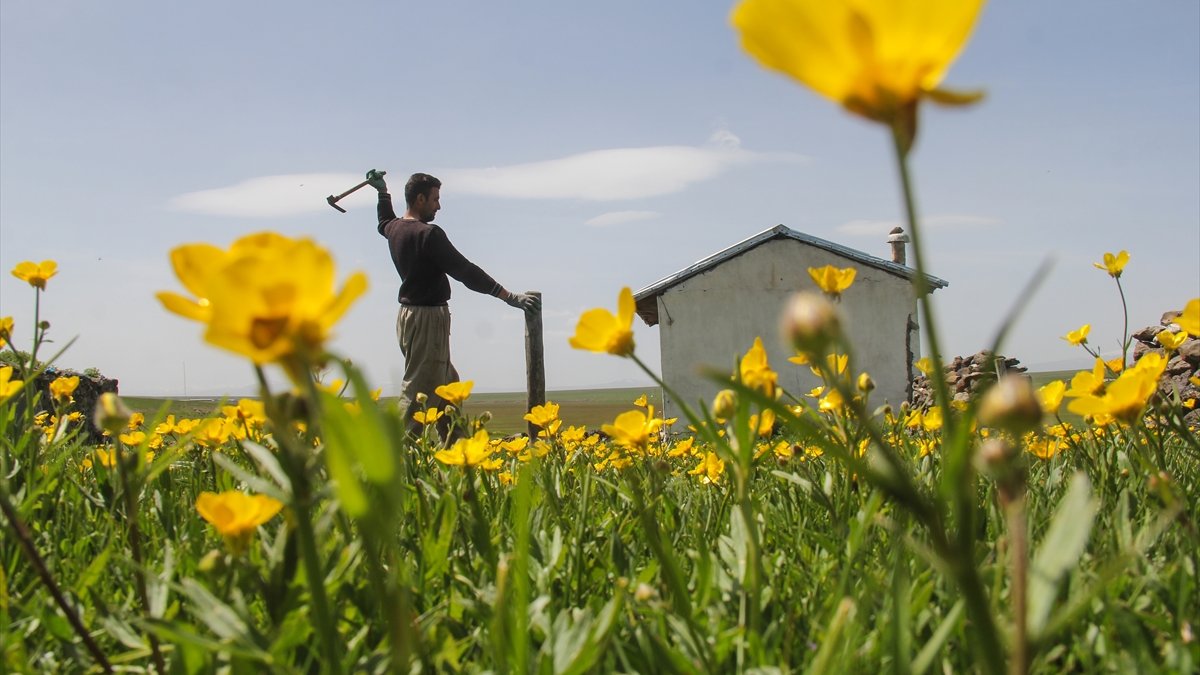 Besiciler çiçeklerle süslenen yaylalarına kavuşuyor
