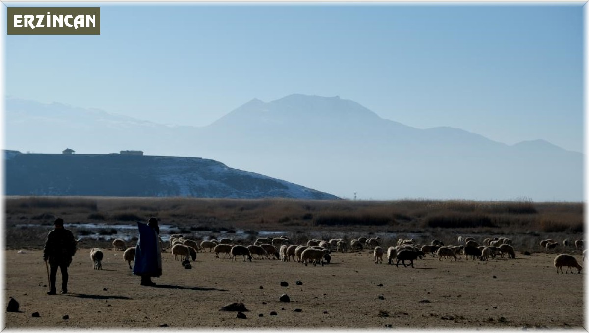 Besiciler meraları kiralayabilmek için kıyasıya yarıştı