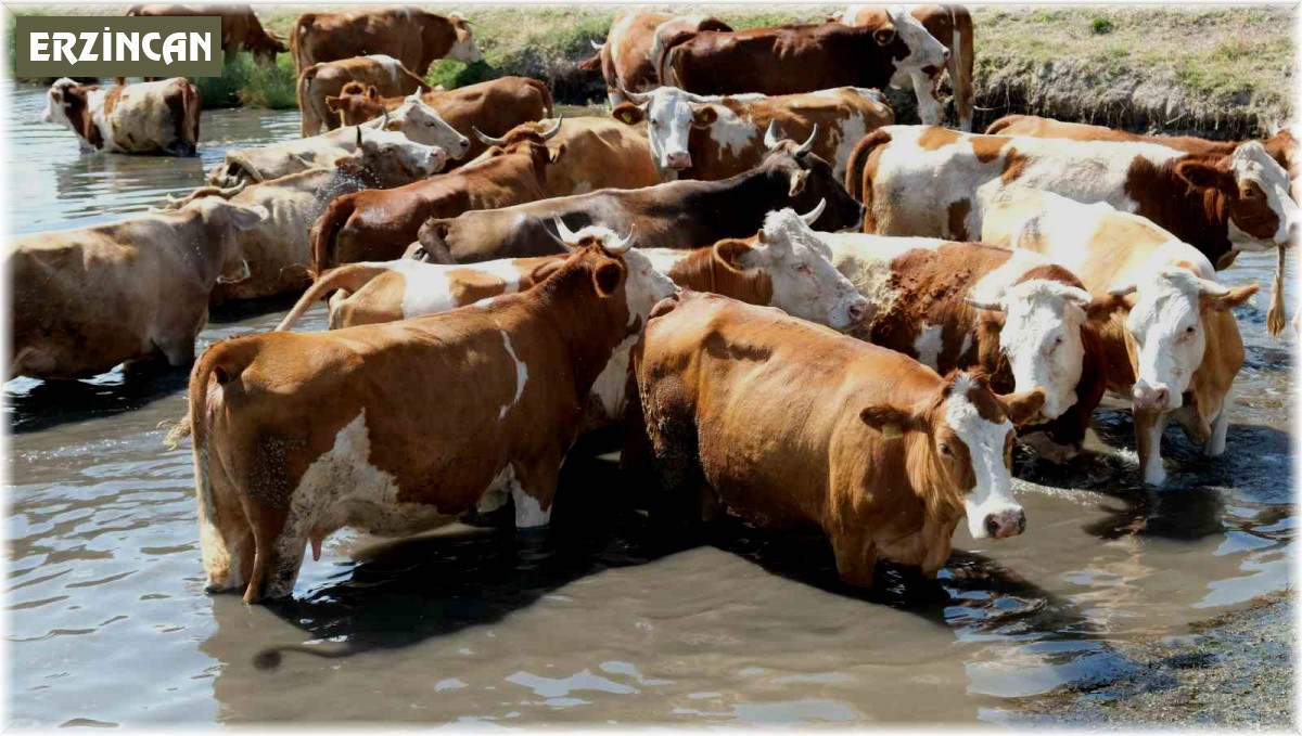 Besiciler sıcaktan etkilenen büyükbaş hayvanlarını gölette serinletiyor