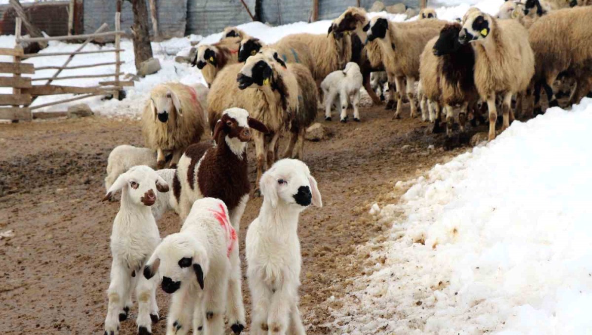 Besiciler uykusuz, kuzular güvende