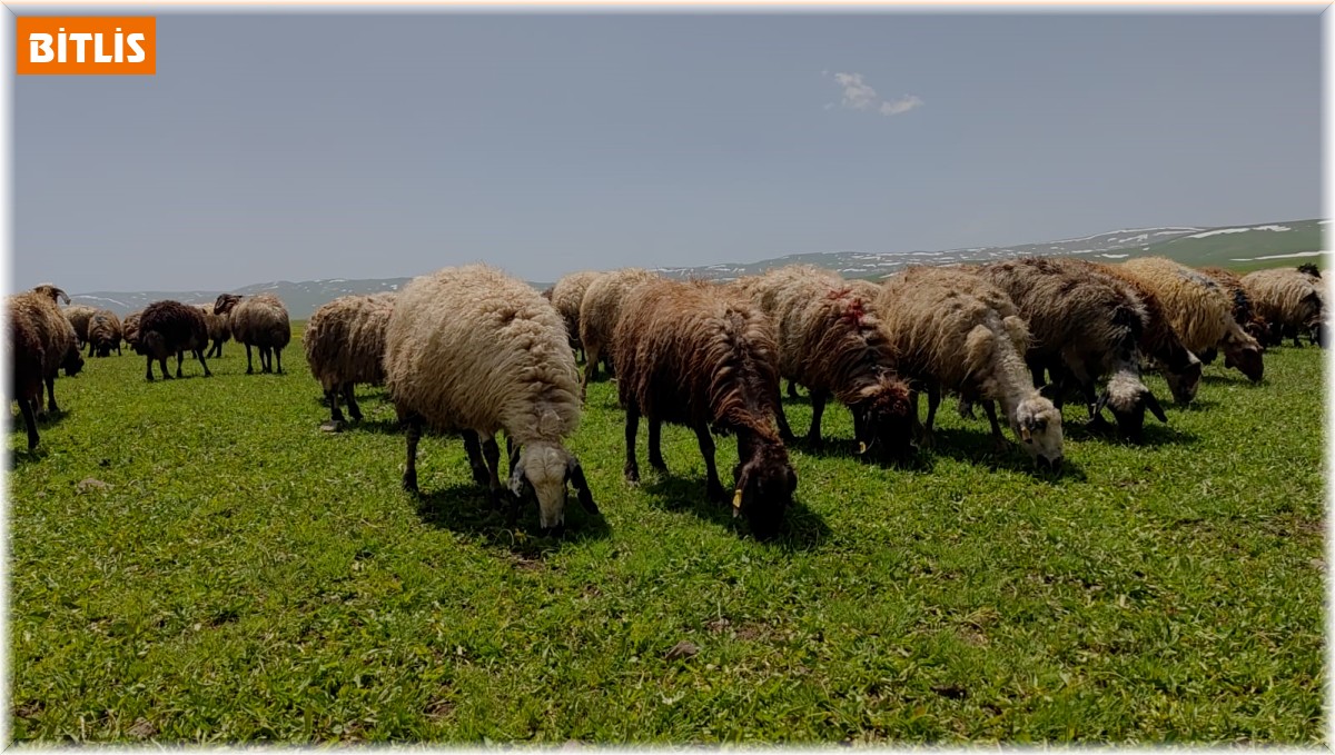 Besiciler yaylaya çıkmaya başladı