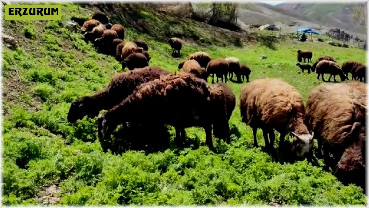 Besicilerde 'bahar' mutluluğu