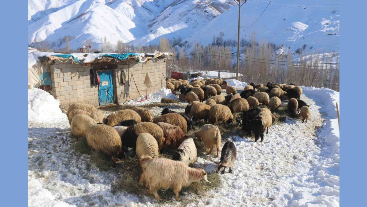 Besicilerin dondurucu soğukta zorlu kış mesaisi