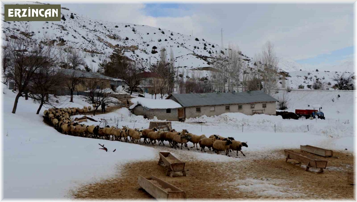 Besicilerin kış mesaisi sürüyor