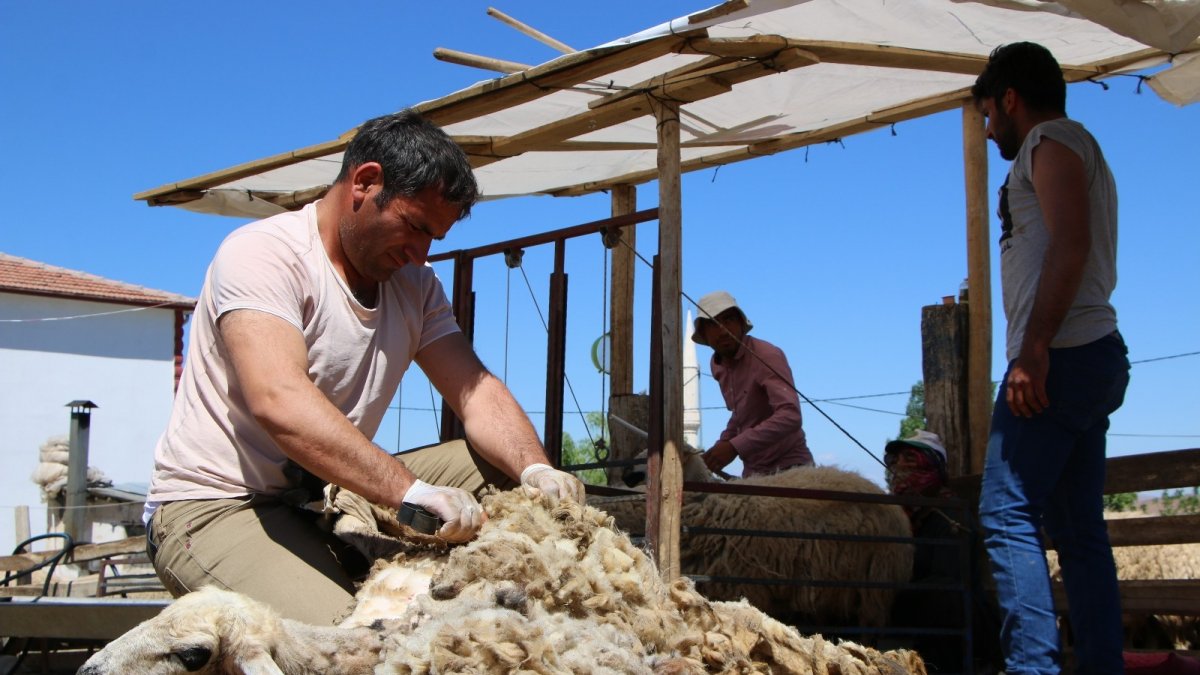Besicilerin koyun kırkma mesaisi başladı