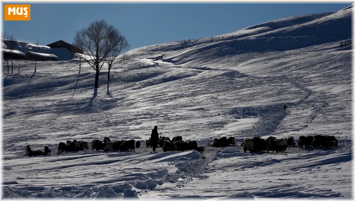 Besicilerin zorlu kış mesaisi başladı