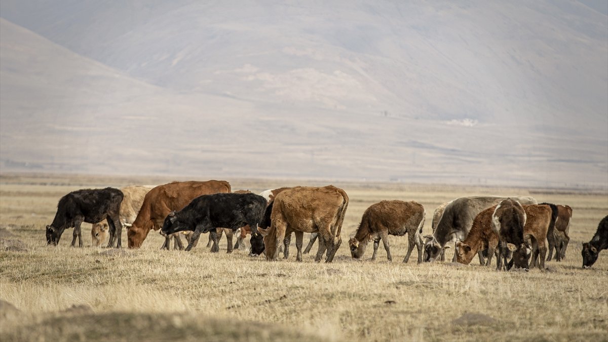 Besicilik merkezi Erzurum'un hayvan varlığı teşvik ve desteklerle artıyor