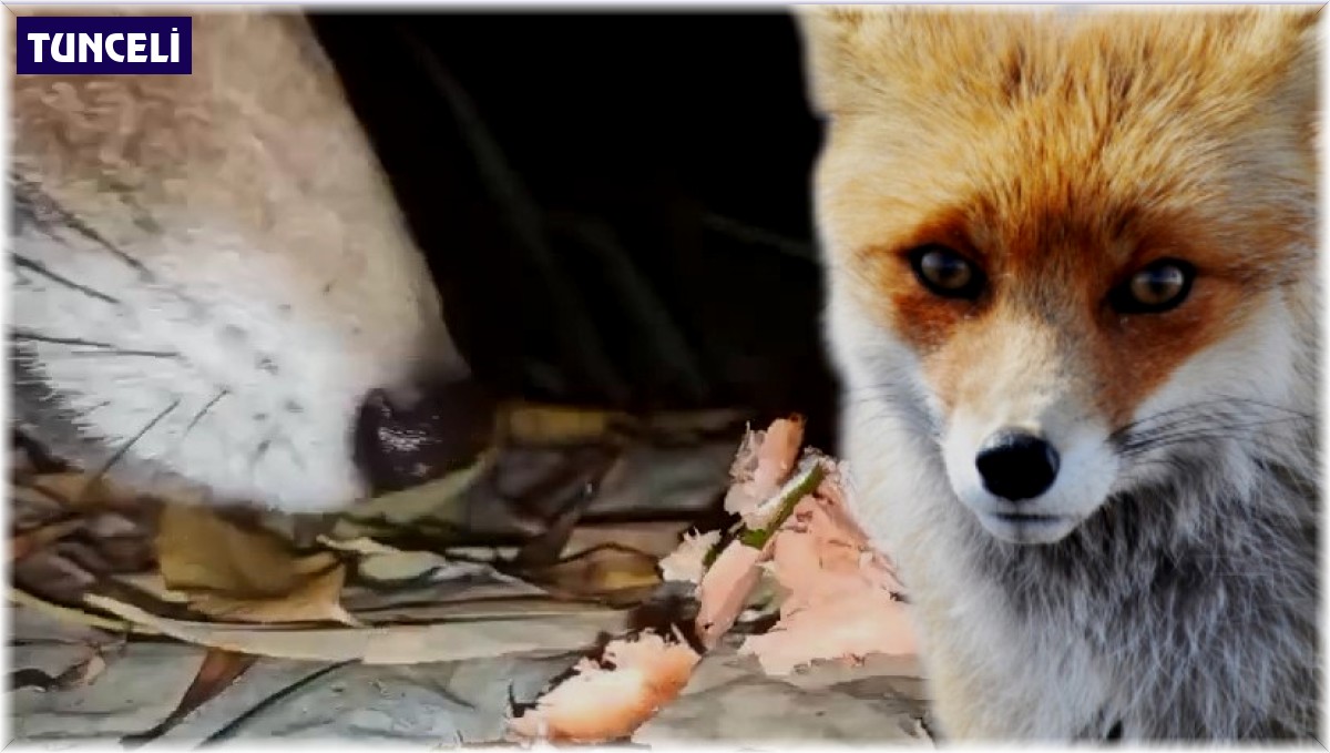 Beslediği tilkiye telefonunu kaptırdı
