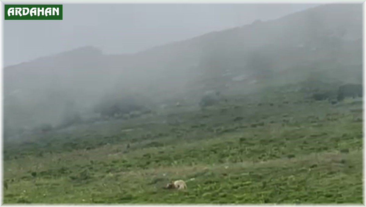 Beyaz Boz ayı görüntülendi