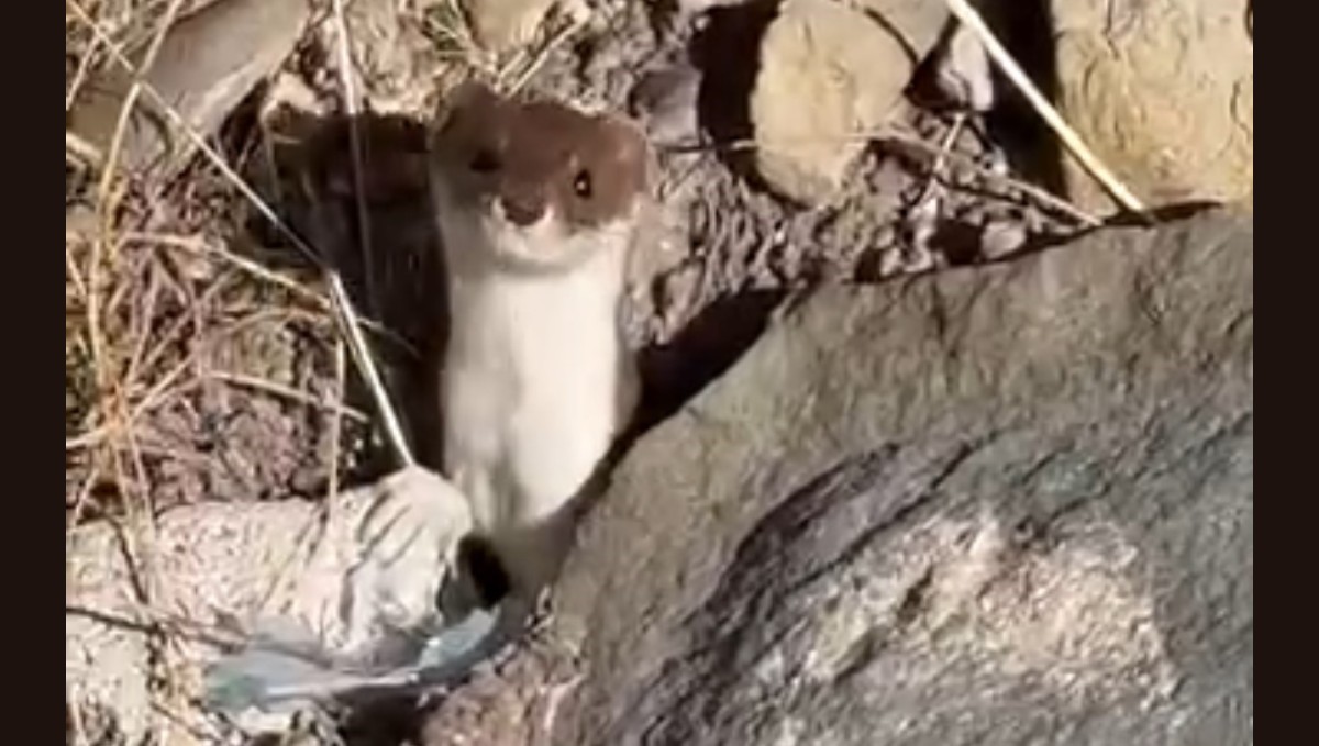 Beyaz gelincik şehir merkezinde görüntülendi