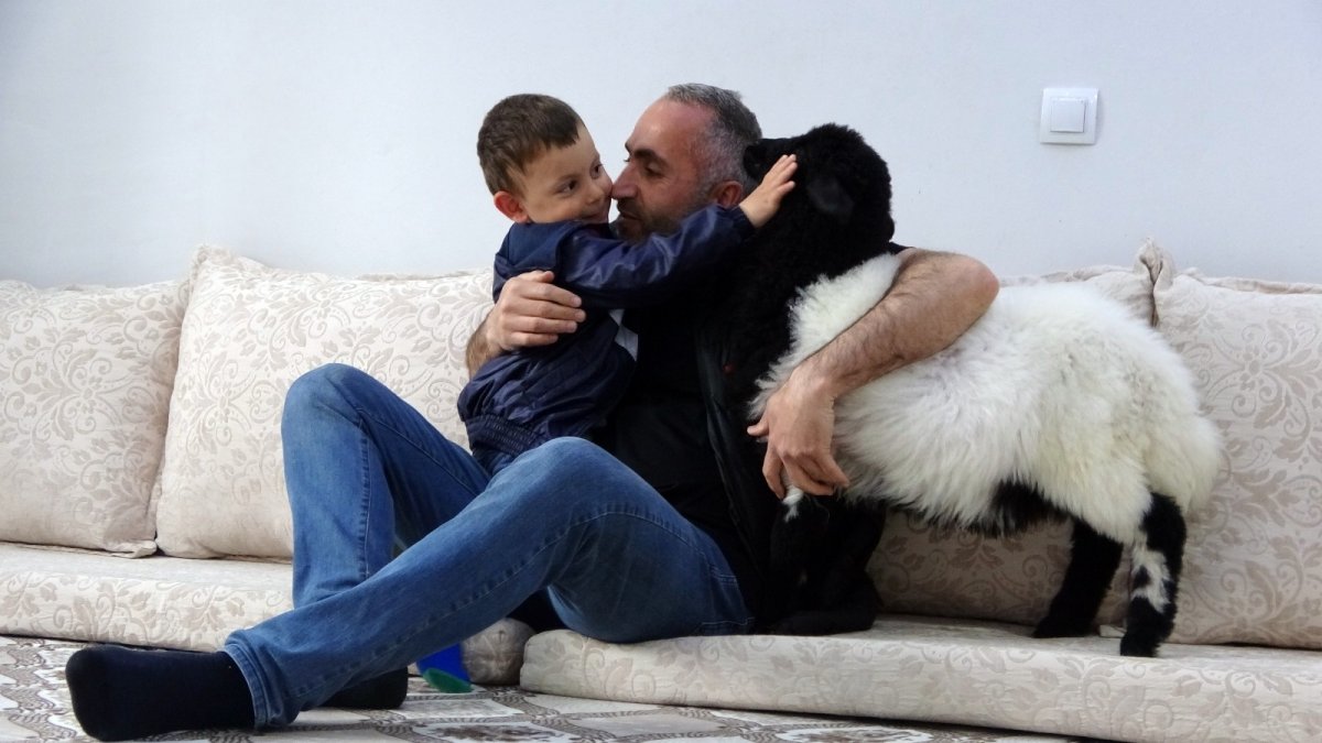 Biberonla beslediği kuzu şimdi evin maskotu oldu