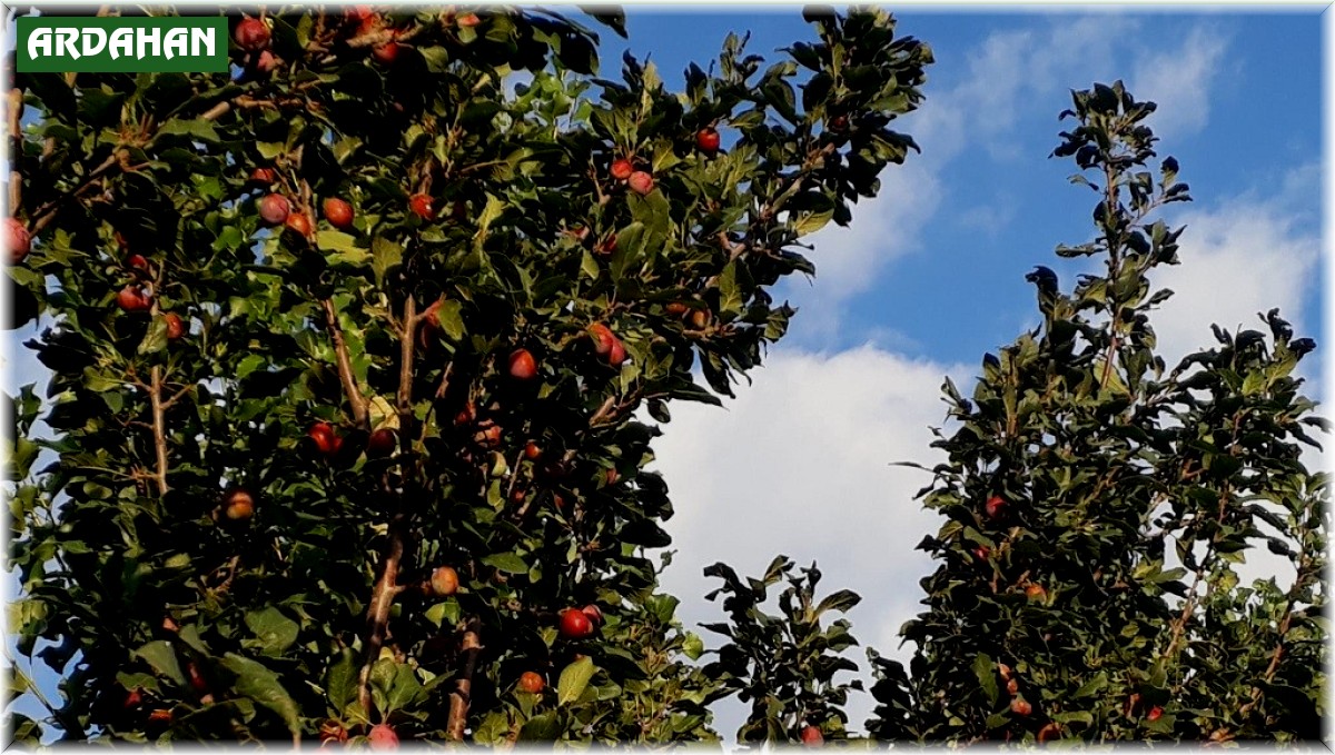 Bin 900 rakımlı Yukarı Canbaz'da Cancur yetiştirdi