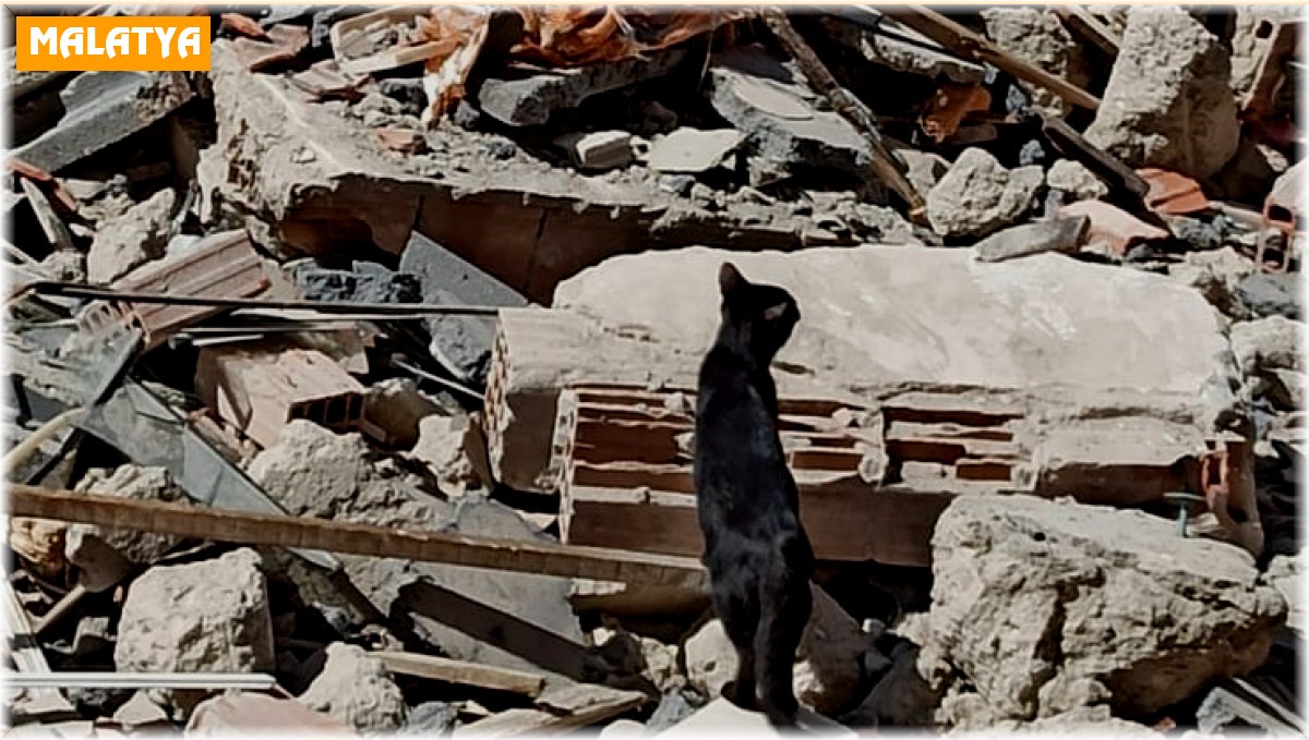 Bina enkazında mahsur kalan yavru kediyi itfaiye kurtardı