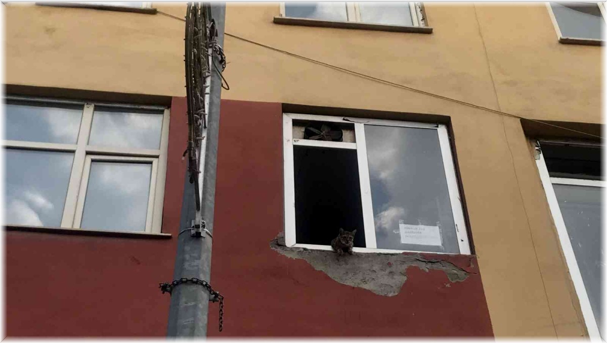 Binanın 2'nci katında mahsur kalan kediler, şaşkın bakışlar içinde kurtarılmayı bekledi