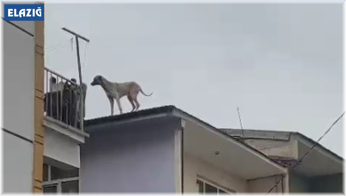 Binanın çatısında mahsur kalan köpeği, itfaiye kurtardı