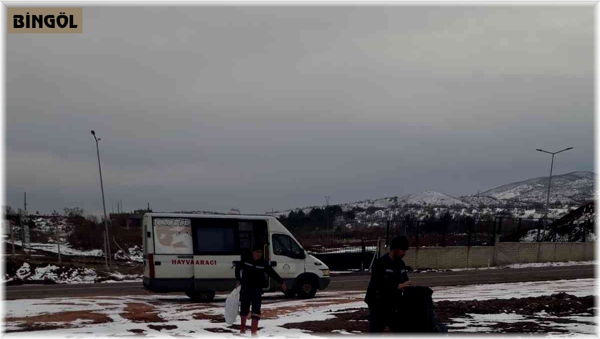 Bingöl Belediyesi sokak hayvanlarını unutmadı