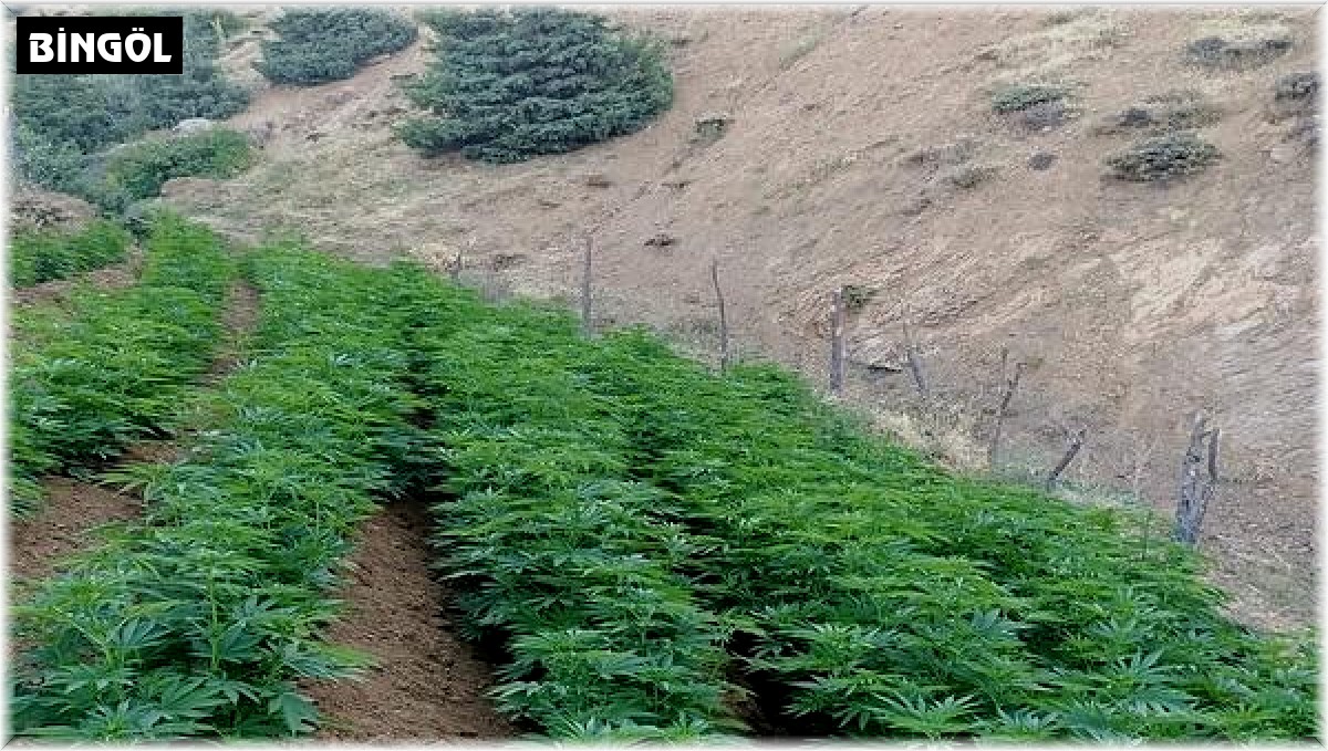 Bingöl'de 1 milyon kök kenevir ele geçirildi