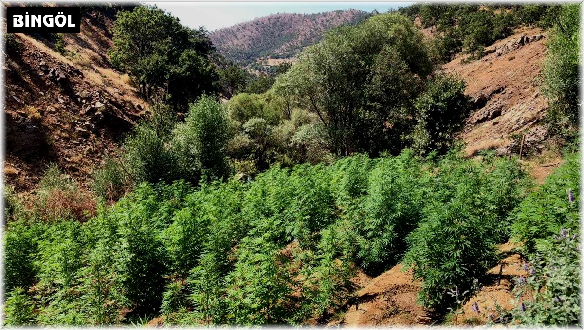 Bingöl'de 10 tarlada 203 bin kök kenevir ele geçirildi