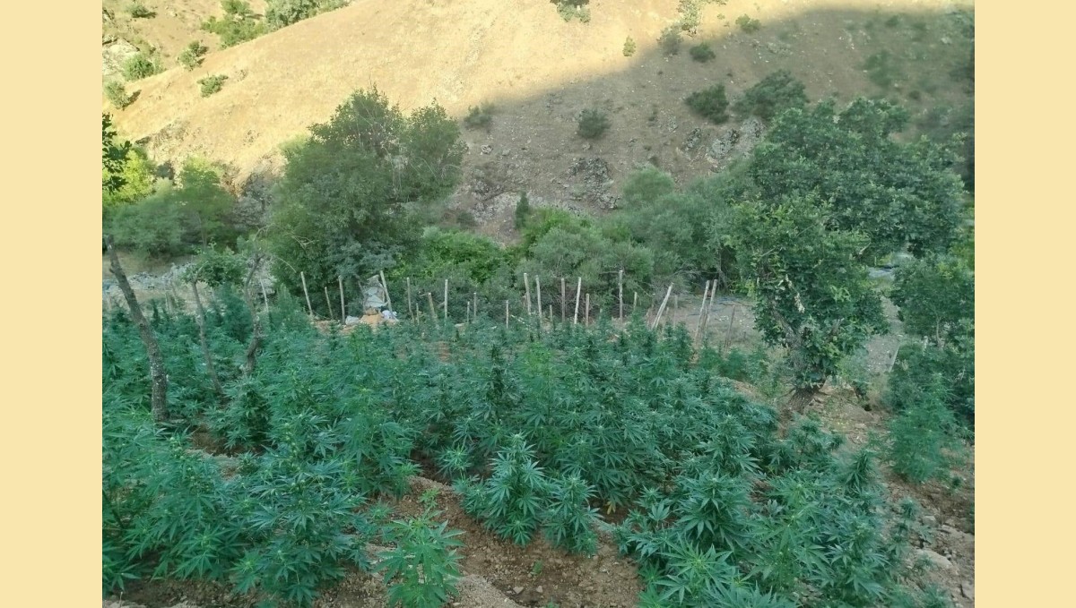 Bingöl'de 15 bin kök kenevir ele geçirildi