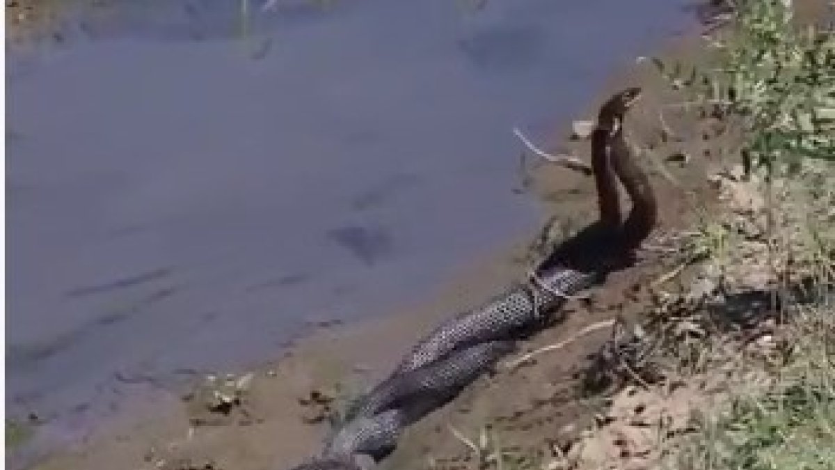 Bingöl'de 1,5 metrelik yılanların dansı görüntülendi