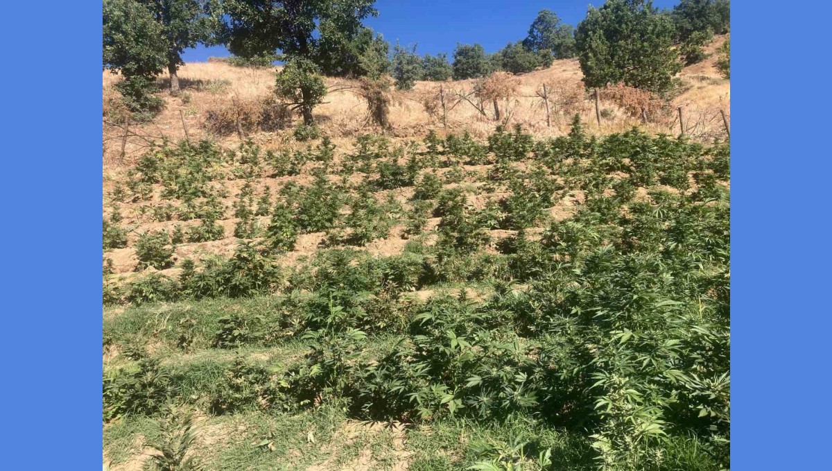 Bingöl'de 19 bin kök skunk bitkisi ele geçirildi