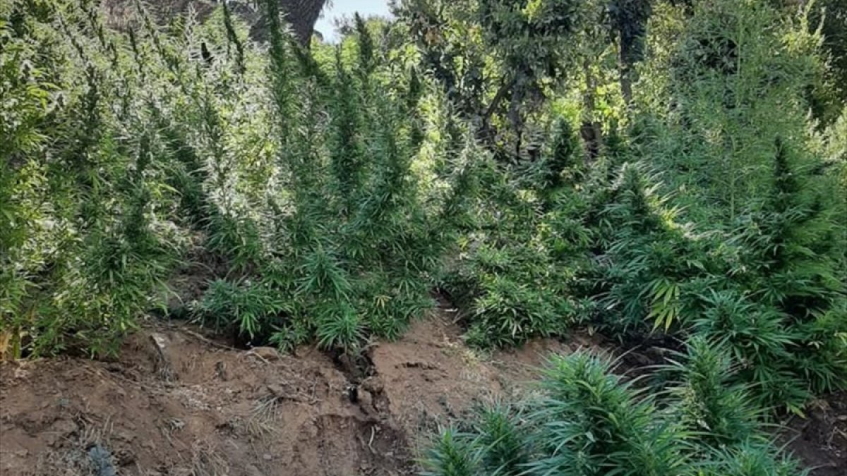 Bingöl'de 197 bin 756 kök Hint keneviri ele geçirildi