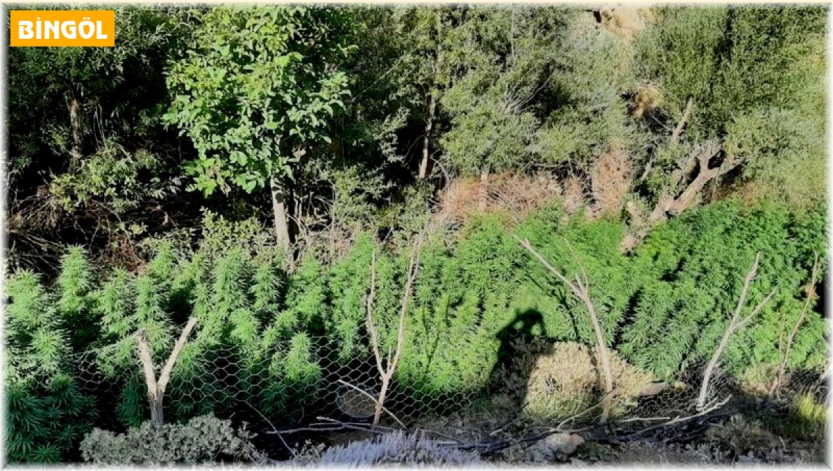 Bingöl'de 197 bin kök kenevir ele geçirildi