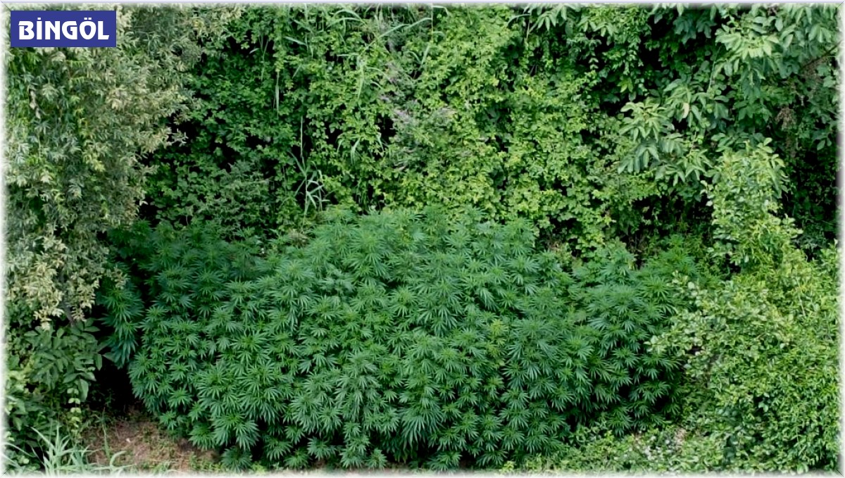 Bingöl'de 2 bin 885 kök kenevir ele geçirildi