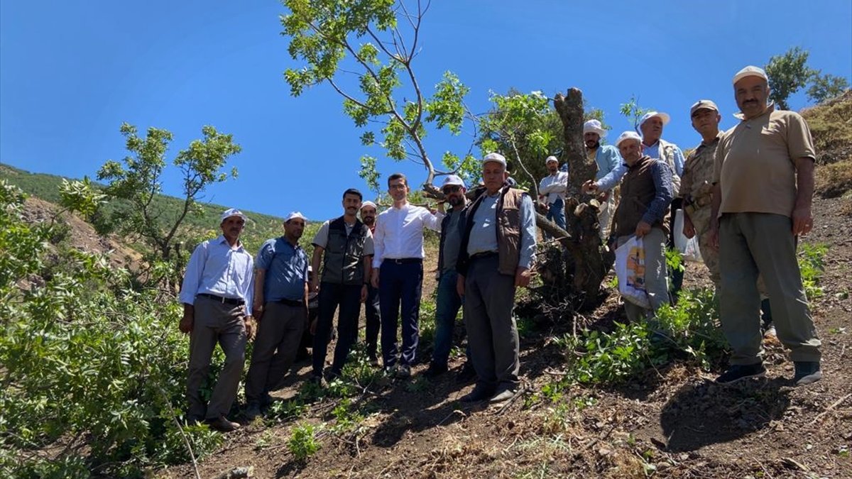Bingöl'de 2 bin yabani menengiç ağacına fıstık aşısı yapıldı