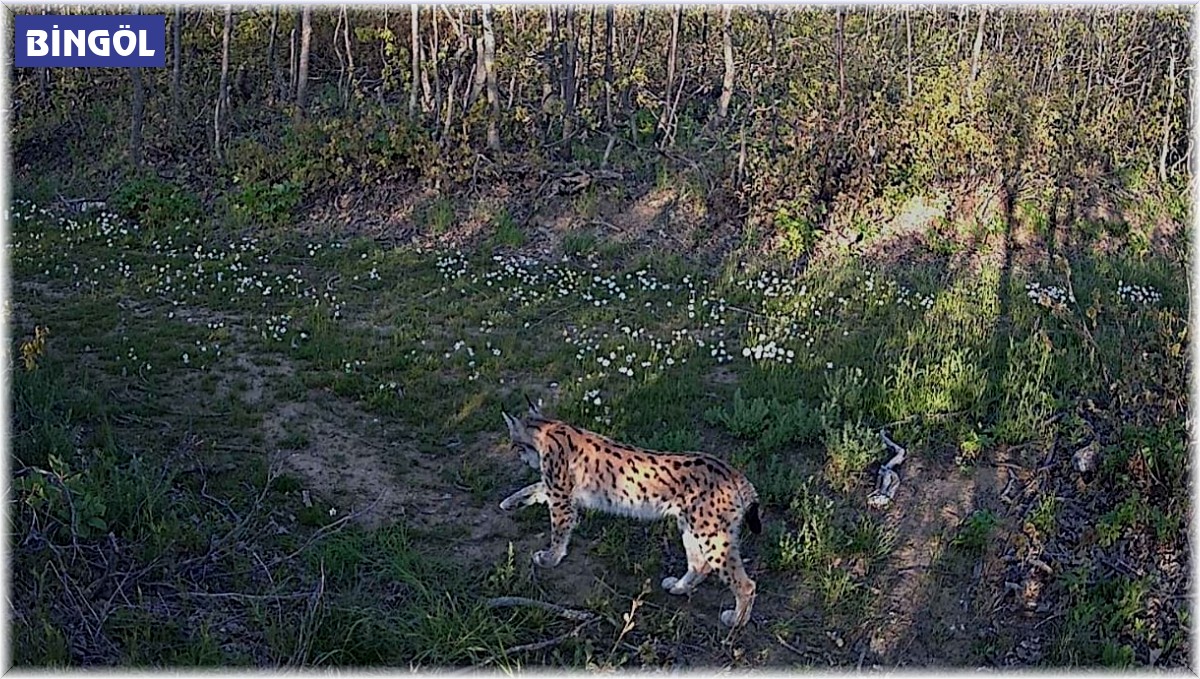 Bingöl'de 2023 yılındaki yaban hayatı fotokapanlara yansıdı